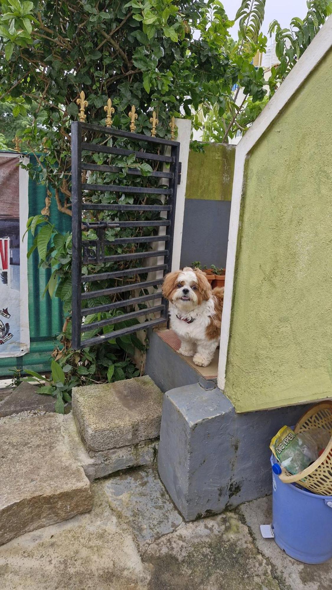 Malgudi Mane Homestay Chikmagalūr Zewnętrze zdjęcie