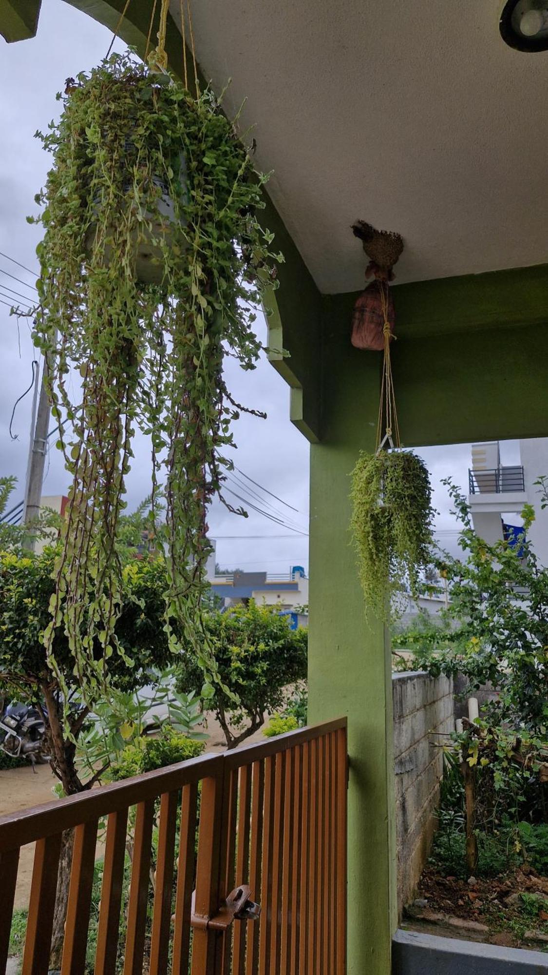Malgudi Mane Homestay Chikmagalūr Zewnętrze zdjęcie